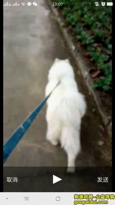 滨海县东坎镇第二实验小学（城南部）桥上遗失爱狗，它是一只非常可爱的宠物狗狗，希望它早日回家，不要变成流浪狗。