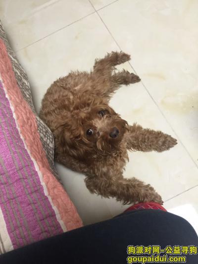 本人2017年1月23日晚在河东玉山里附近捡到一只棕色泰迪，急寻主人，它是一只非常可爱的宠物狗狗，希望它早日回家，不要变成流浪狗。