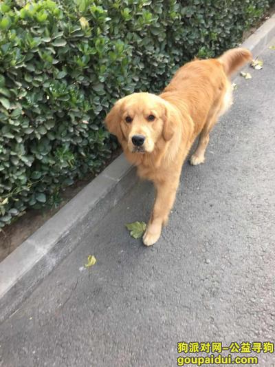 【北京找狗】，【急！寻犬启示】黄色金毛，它是一只非常可爱的宠物狗狗，希望它早日回家，不要变成流浪狗。