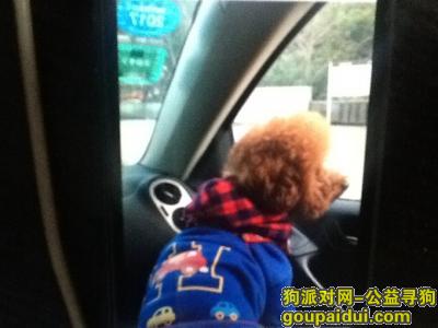 急寻南京市江宁区众彩物流中心走失泰迪狗狗，它是一只非常可爱的宠物狗狗，希望它早日回家，不要变成流浪狗。