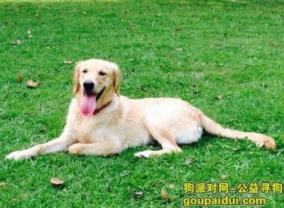 宜昌寻狗网，宜昌寻自家浅色金毛串，它是一只非常可爱的宠物狗狗，希望它早日回家，不要变成流浪狗。