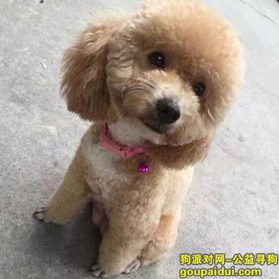 徐州寻狗启示，悬赏一万元寻爱犬 泰迪 徐州寻狗，它是一只非常可爱的宠物狗狗，希望它早日回家，不要变成流浪狗。