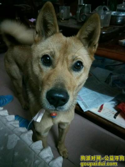 【广州找狗】，寻狗启示，天河区渔沙坦，它是一只非常可爱的宠物狗狗，希望它早日回家，不要变成流浪狗。