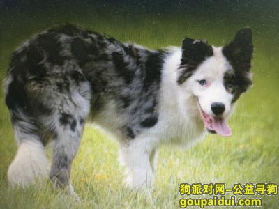 【郑州找狗】，郑州市丢失陨石边牧一条，急找回！，它是一只非常可爱的宠物狗狗，希望它早日回家，不要变成流浪狗。