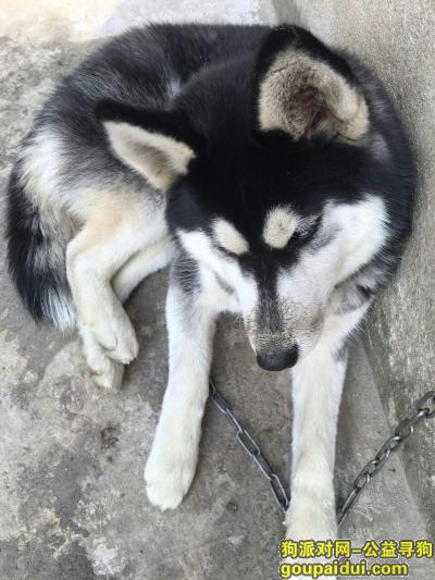 寻狗启示霍邱县下庄村 重金寻，它是一只非常可爱的宠物狗狗，希望它早日回家，不要变成流浪狗。