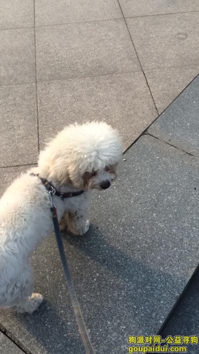 【杭州找狗】，杭州下城区绍兴路白石路附近丢失白色泰迪，它是一只非常可爱的宠物狗狗，希望它早日回家，不要变成流浪狗。