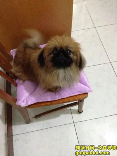 【天津找狗】，棕黄色京巴走丢了。求大家帮忙，它是一只非常可爱的宠物狗狗，希望它早日回家，不要变成流浪狗。