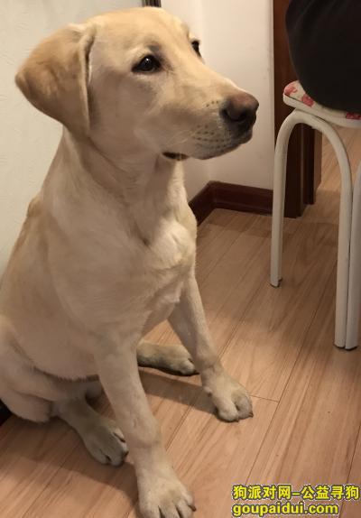 【牡丹江找狗】，急寻6个月大拉布拉多犬，13633602597，它是一只非常可爱的宠物狗狗，希望它早日回家，不要变成流浪狗。