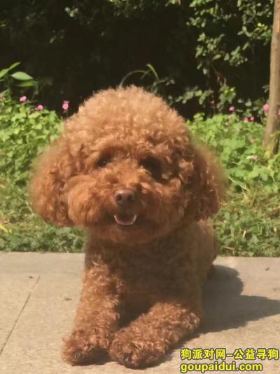 西安寻棕色泰迪，兴庆公园附近，它是一只非常可爱的宠物狗狗，希望它早日回家，不要变成流浪狗。