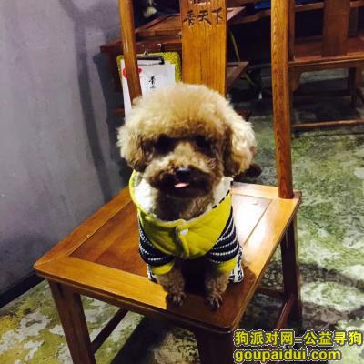 成都郫县安靖附近走失一条三岁泰迪爱犬，它是一只非常可爱的宠物狗狗，希望它早日回家，不要变成流浪狗。