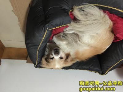 【南京找狗】，急寻串串小型公狗黄白相间，它是一只非常可爱的宠物狗狗，希望它早日回家，不要变成流浪狗。