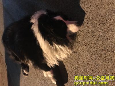 【上海捡到狗】，边境找主人，它是一只非常可爱的宠物狗狗，希望它早日回家，不要变成流浪狗。