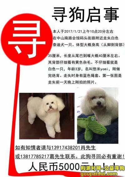 【上海找狗】，上海市黄浦区中山南路会馆码头街路酬谢五千元寻泰迪，它是一只非常可爱的宠物狗狗，希望它早日回家，不要变成流浪狗。