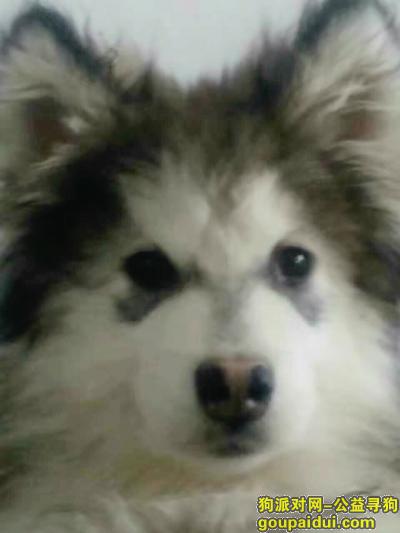 【潍坊找狗】，安丘新佳乐家附近寻狗，它是一只非常可爱的宠物狗狗，希望它早日回家，不要变成流浪狗。
