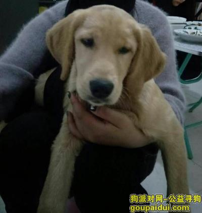 在寻甸县牛街村走丢一只刚剃过毛的拉布拉多犬，它是一只非常可爱的宠物狗狗，希望它早日回家，不要变成流浪狗。