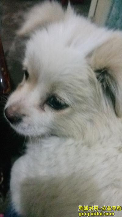 在光山县1月30号上于8点左右丢失。姓名：毛毛，它是一只非常可爱的宠物狗狗，希望它早日回家，不要变成流浪狗。