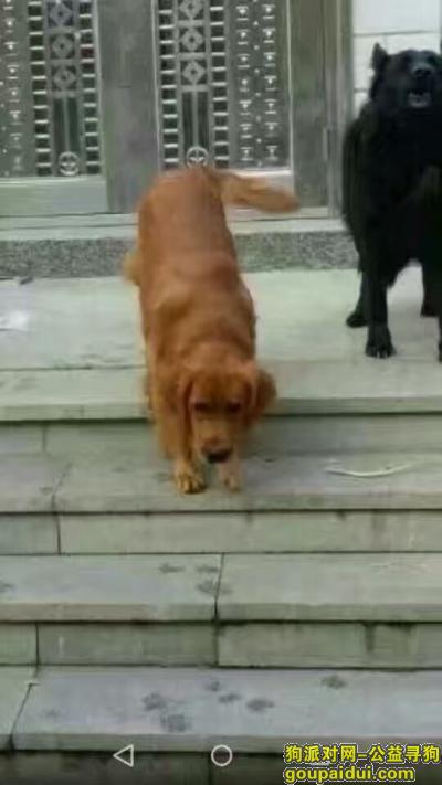 【葫芦岛找狗】，金毛在葫芦岛兴城市绿园小区走丢 体毛发棕色，它是一只非常可爱的宠物狗狗，希望它早日回家，不要变成流浪狗。