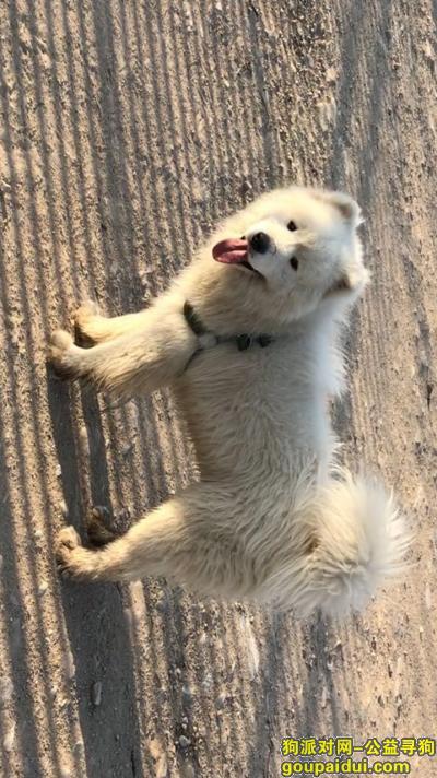 北京昌平5万元寻萨摩耶，它是一只非常可爱的宠物狗狗，希望它早日回家，不要变成流浪狗。