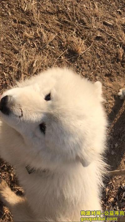 北京昌平1万元寻萨摩耶公狗，它是一只非常可爱的宠物狗狗，希望它早日回家，不要变成流浪狗。