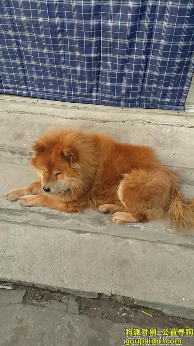 【北京找狗】，顺义区后沙峪古城村-养了10年的爱犬，它是一只非常可爱的宠物狗狗，希望它早日回家，不要变成流浪狗。