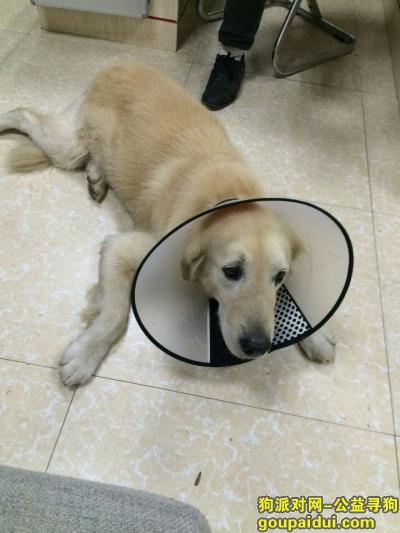前不久在南昌象湖保集半岛捡到一只金毛，后脚受了伤，它是一只非常可爱的宠物狗狗，希望它早日回家，不要变成流浪狗。