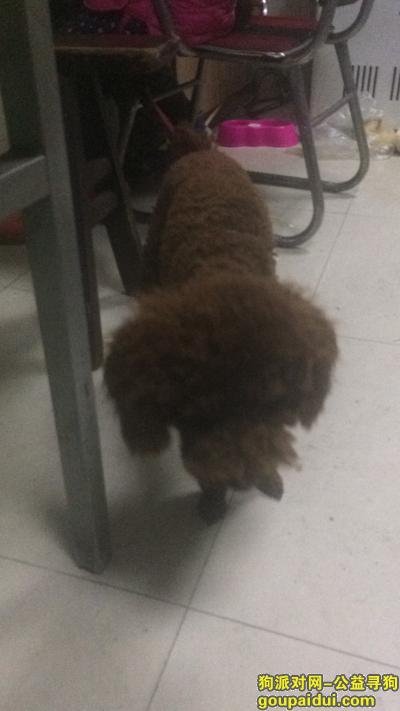 【重庆找狗】，本人于2月3号中午在重庆市垫江县鹤游交通小区走丢泰迪狗狗一只%，它是一只非常可爱的宠物狗狗，希望它早日回家，不要变成流浪狗。