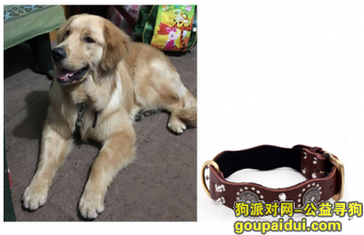 【上海找狗】，上海市浦东新区历城路酬谢三千元寻找金毛，它是一只非常可爱的宠物狗狗，希望它早日回家，不要变成流浪狗。