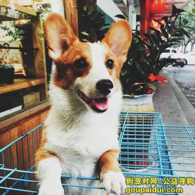 【杭州找狗】，杭州下城区一岁公狗柯基走丢，它是一只非常可爱的宠物狗狗，希望它早日回家，不要变成流浪狗。
