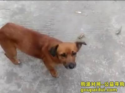 蚌埠找狗，寻土黄色中华田园犬一只，它是一只非常可爱的宠物狗狗，希望它早日回家，不要变成流浪狗。