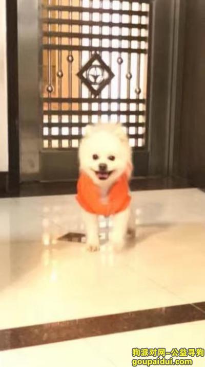 【广州找狗】，求助：广州荔湾区富力广场附近走失白色博美犬一只，它是一只非常可爱的宠物狗狗，希望它早日回家，不要变成流浪狗。