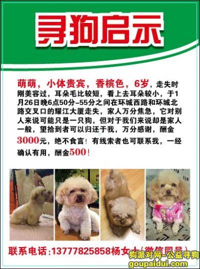 【杭州找狗】，1月26日丢失香槟色贵宾一只，它是一只非常可爱的宠物狗狗，希望它早日回家，不要变成流浪狗。
