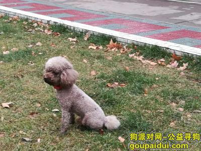 【郑州找狗】，可乐在老郑大走失，体型比较大的泰迪，它是一只非常可爱的宠物狗狗，希望它早日回家，不要变成流浪狗。