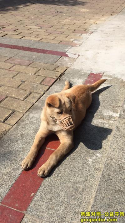 寻狗启事 橙黄色中华田园犬，它是一只非常可爱的宠物狗狗，希望它早日回家，不要变成流浪狗。