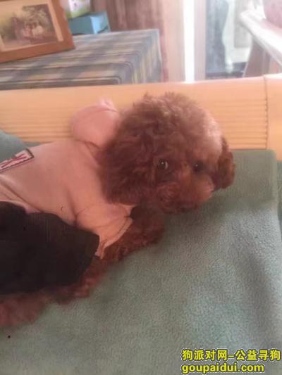 寻狗启示重庆南岸穿衣服泰迪，它是一只非常可爱的宠物狗狗，希望它早日回家，不要变成流浪狗。