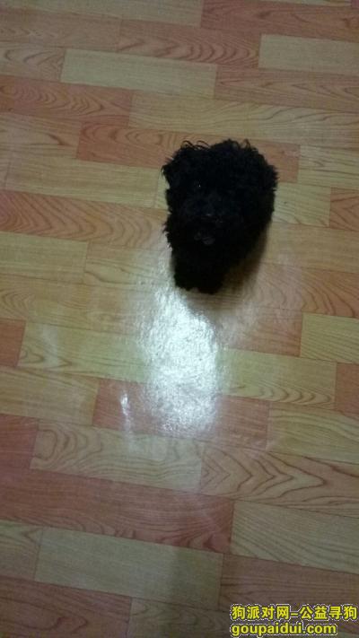 【上海找狗】，黑色的小泰迪熊犬海伦路嘉兴路街道走丢，它是一只非常可爱的宠物狗狗，希望它早日回家，不要变成流浪狗。