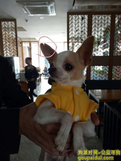 淮南找狗，安徽 淮南酬谢一万元寻找吉娃娃，它是一只非常可爱的宠物狗狗，希望它早日回家，不要变成流浪狗。