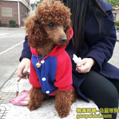 赣州找狗，我于2017年2月2日，在赣县客家文化城附近遗失泰迪犬一只，求好心人帮忙，它是一只非常可爱的宠物狗狗，希望它早日回家，不要变成流浪狗。