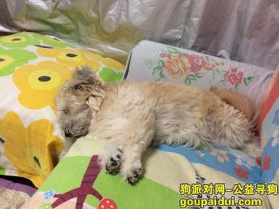 【北京找狗】，北京三里屯世贸广场.工三，寻找爱犬，它是一只非常可爱的宠物狗狗，希望它早日回家，不要变成流浪狗。
