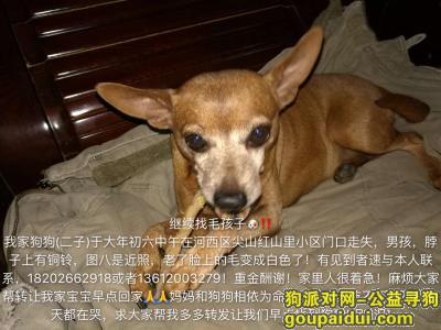 求助！天津医院找小鹿狗，它是一只非常可爱的宠物狗狗，希望它早日回家，不要变成流浪狗。