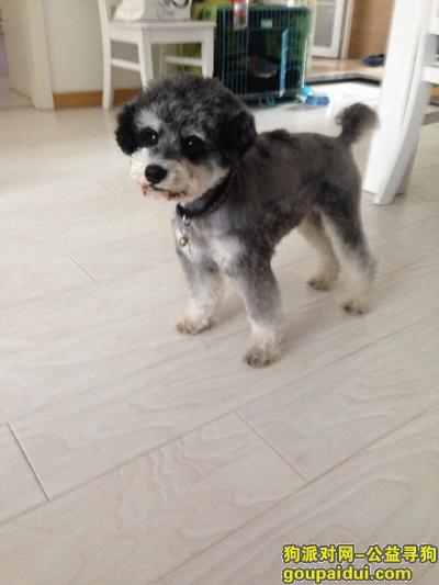 【武汉找狗】，2017年2月9日后湖百步亭世博园附近丢失雪纳瑞望找回，它是一只非常可爱的宠物狗狗，希望它早日回家，不要变成流浪狗。