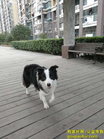 【上海找狗】，上海松江区泗泾镇寻找边境牧羊犬，它是一只非常可爱的宠物狗狗，希望它早日回家，不要变成流浪狗。
