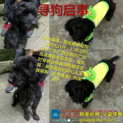 【深圳找狗】，寻狗启事～～狗狗在广昆高速路服务区丢失，它是一只非常可爱的宠物狗狗，希望它早日回家，不要变成流浪狗。