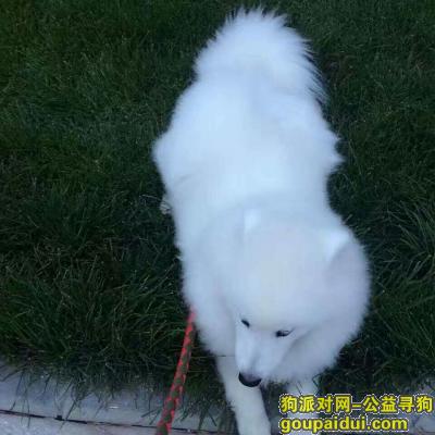 本人于2017年02月09号南部县桂博园游乐场附近走失一条白色的萨摩耶中型犬，它是一只非常可爱的宠物狗狗，希望它早日回家，不要变成流浪狗。