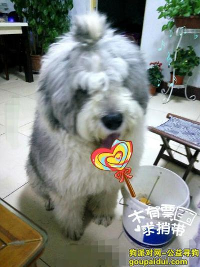 【潍坊找狗】，寻找一只五岁大的古牧，它是一只非常可爱的宠物狗狗，希望它早日回家，不要变成流浪狗。