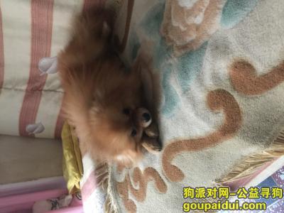 天津寻找13个月博美犬，希望好心人看到联系我。，它是一只非常可爱的宠物狗狗，希望它早日回家，不要变成流浪狗。