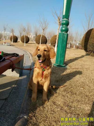 榆林寻狗网，陕西省榆林市榆阳区康复路附近丢失一条金毛犬，它是一只非常可爱的宠物狗狗，希望它早日回家，不要变成流浪狗。