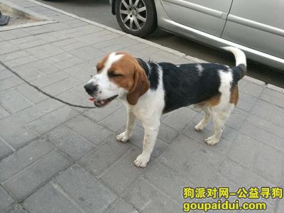 【北京捡到狗】，寻找比格主人 太阳宫附近 13911993820，它是一只非常可爱的宠物狗狗，希望它早日回家，不要变成流浪狗。