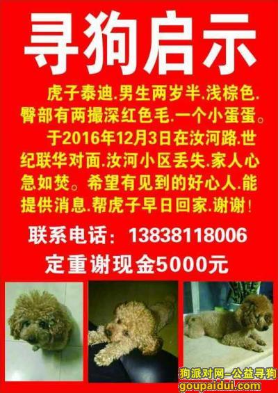 郑州寻狗，定重金酬谢，它是一只非常可爱的宠物狗狗，希望它早日回家，不要变成流浪狗。