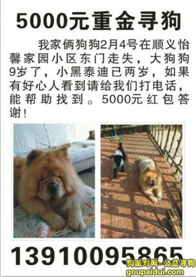 【北京找狗】，俩狗狗走失在北京顺义区怡馨家园，它是一只非常可爱的宠物狗狗，希望它早日回家，不要变成流浪狗。