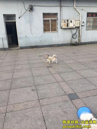 宁波丢狗，五乡镇蟠龙路西街丢失一条狗狗，它是一只非常可爱的宠物狗狗，希望它早日回家，不要变成流浪狗。
